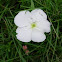 Flor