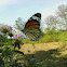 Monarch butterfly