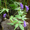 Western Monkshood