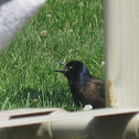 Common Grackle