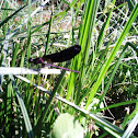 Black dragonfly