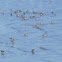White-rumped Sandpiper