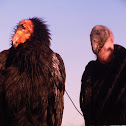 California Condors