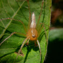 Lynx Spider (Male)