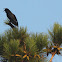 American crow