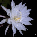 Queen of the Night