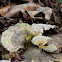Turkey tail fungus