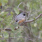 Rufous Whistler