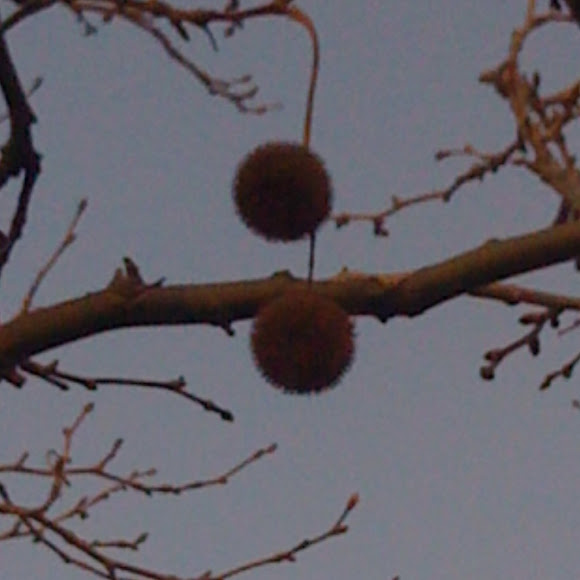 Spotting Image 1