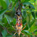 Southern Lubber