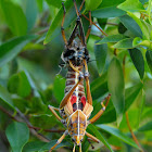 Southern Lubber