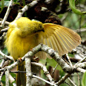 Yellow Honeyeater