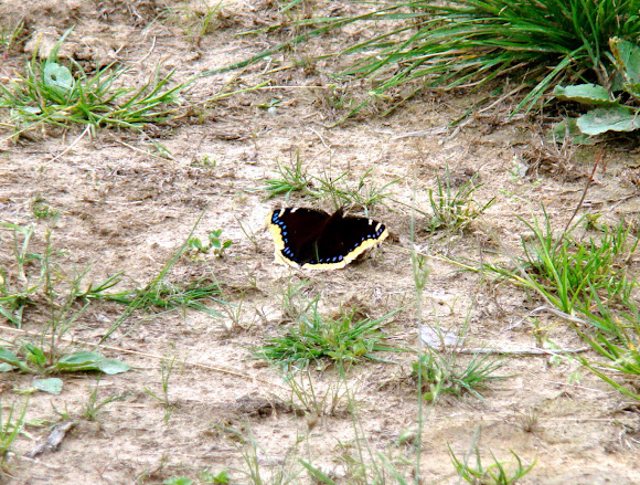 Spotting Image 1