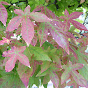 Sweetgum Tree