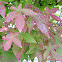 Sweetgum Tree
