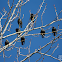 European Starling