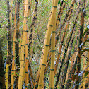 Golden vivax
