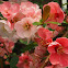 Flowering Quince
