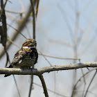 Common Nighthawk