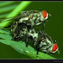 Flesh-fly