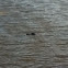 American alligator