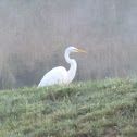 Great Egret