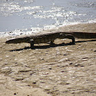 Nile Monitor Lizard