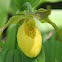 Large Yellow Lady's Slipper