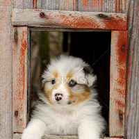 Barn Puppy Puppies Animals Dogs Pixoto