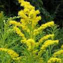 Canada goldenrod