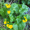 Marsh Marigold