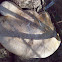 Birch polypore
