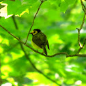 Hooded Warbler