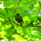 Hooded Warbler