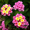 Lantana