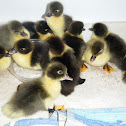 Muscovy ducklings
