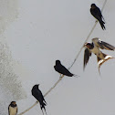 Barn swallow
