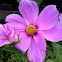 Cosmos