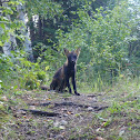 Red Fox (Melanistic)