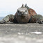 Galapagos Land Iguana