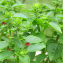 Greek basil