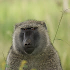 Olive Baboon