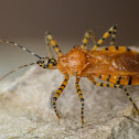 Assassin bug