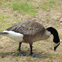 Canadian Goose