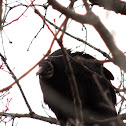 Black Vulture