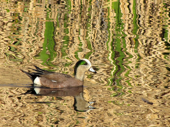 Spotting Image 1