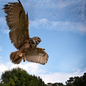 by Victor Harris - Animals Birds