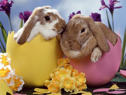How to install Rabbit Wallpaper 1.0 apk for laptop