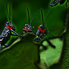 Black Grasshopper