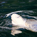 Kemp's Ridley Sea Turtle